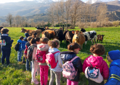 Osserviamo le mucche da vicino