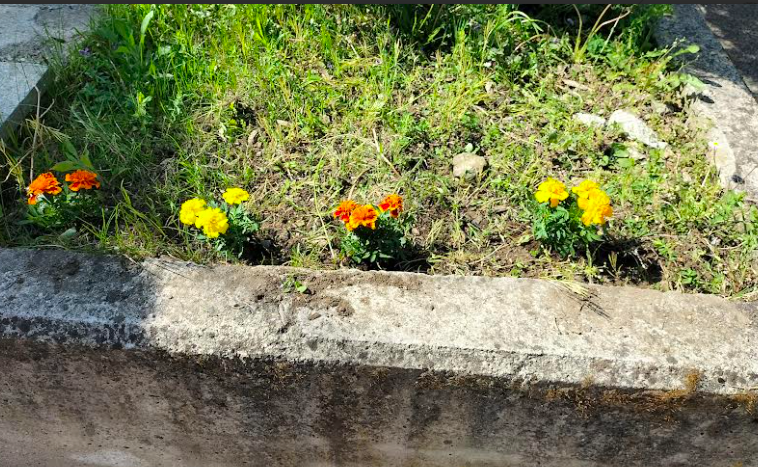 Piantiamo i fiori